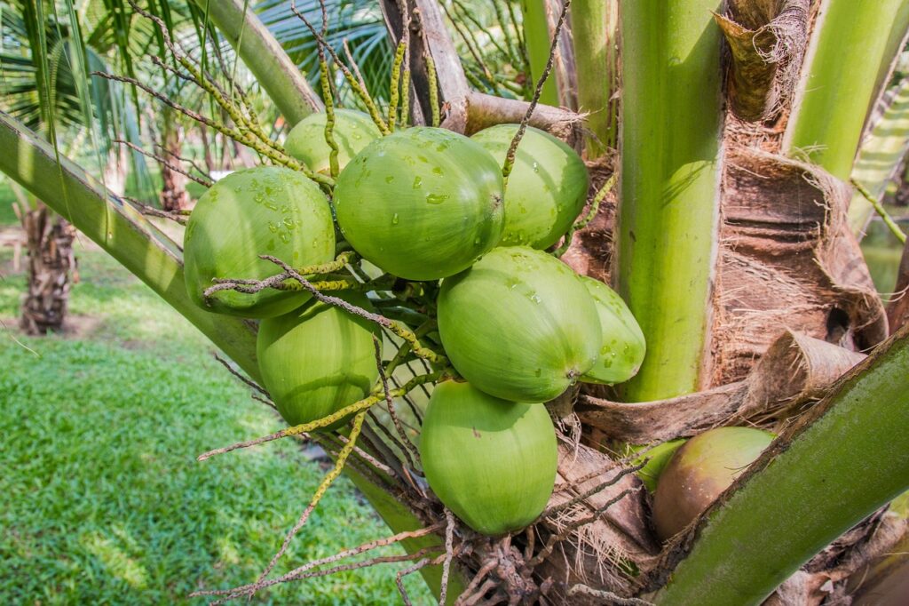 coconut, coconut tree, coconut perfume, coconut, coconut, coconut, coconut, coconut, coconut tree, coconut tree