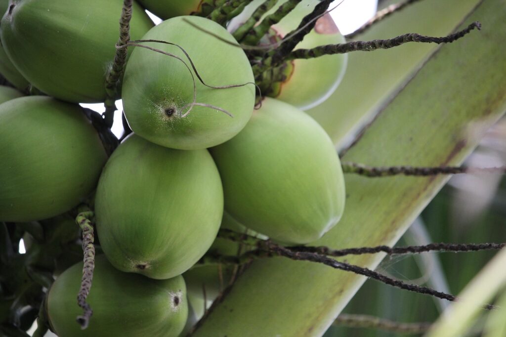coconut, coconut tree, thailand, food, coconut perfume, coconut grove, coconut, coconut, coconut, coconut, coconut, coconut tree, coconut tree, coconut tree, coconut tree